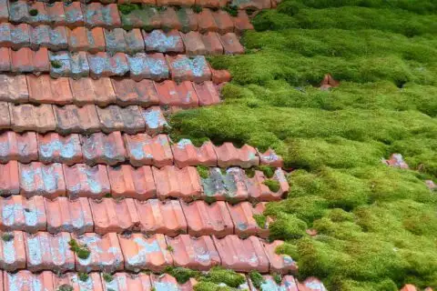 Roof Cleaning